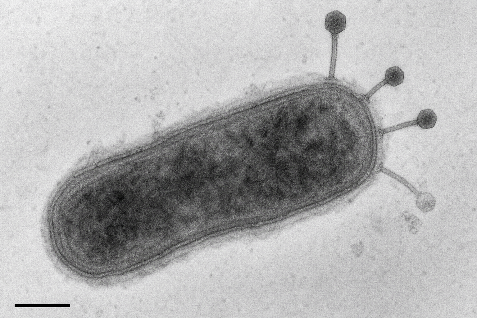 Transmission electron micrograph showing mycobacteriophages (siphovirus morphology) with small icosahedral heads and long flexible tails adsorbed to the surface of a rod-shaped Mycobacterium smegmatis cell. Black and white TEM negative stain.